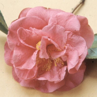 Betty Cromley